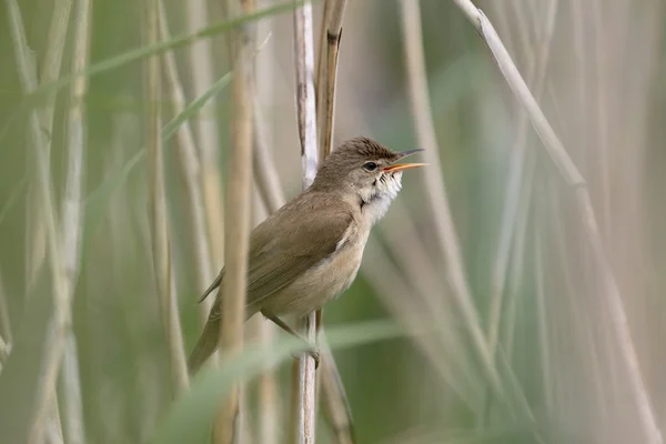 Caniços, acrocephalus scirpaceus — Fotografia de Stock