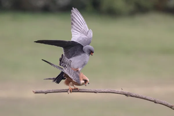 Röd-footed falcon, falco vespertinus — Stockfoto