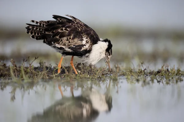 Ruff, Philomachus pugnax — Foto de Stock