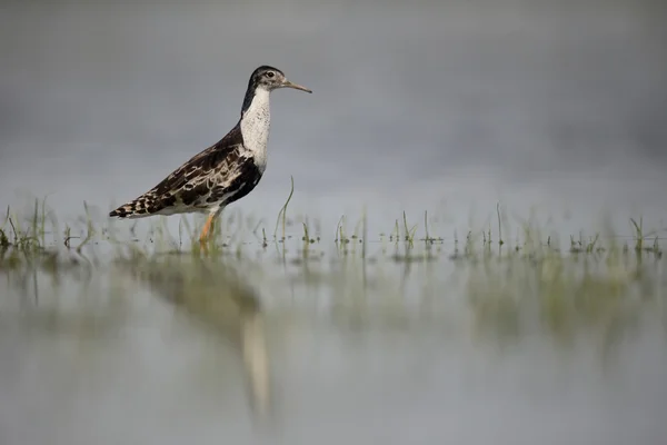 Ruff, Philomachus pugnax — Stock Photo, Image