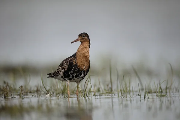 Límec, philomachus pugnax — Stock fotografie