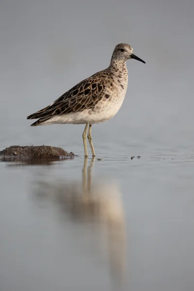 Límec, philomachus pugnax — Stock fotografie