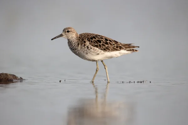 Límec, philomachus pugnax — Stock fotografie