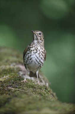 şarkı pamukçuk, turdus philomelos 