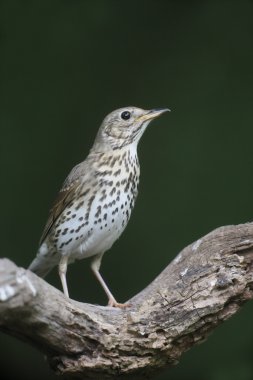 şarkı pamukçuk, turdus philomelos 