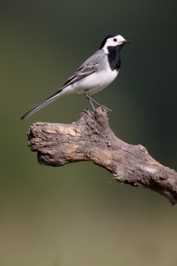 Beyaz kuyruksallayan, motacilla alba