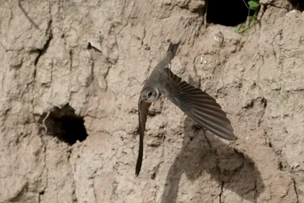 Sandmartin, Riparia riparia — Stockfoto