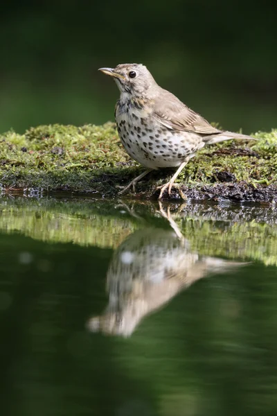 Şarkı pamukçuk, turdus philomelos — Stok fotoğraf