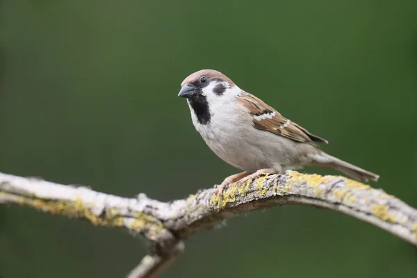 Drzewo Wróbel, passer montanus — Zdjęcie stockowe