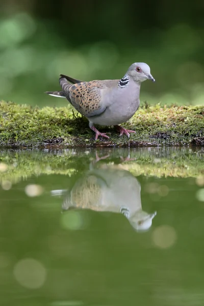 Zomertortel, streptopelia turtur — Stockfoto