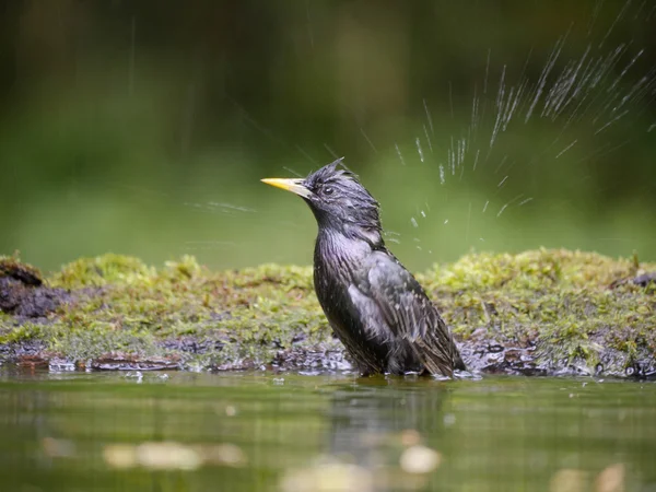 Špaček, sturnus vulgaris — Stock fotografie