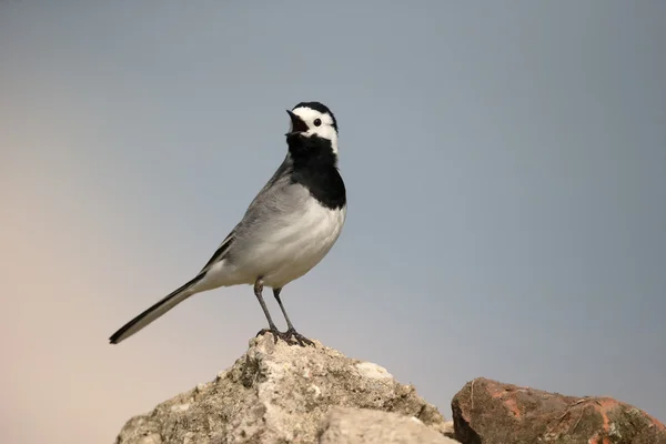 Alvéola-branca, motacilla alba — Fotografia de Stock