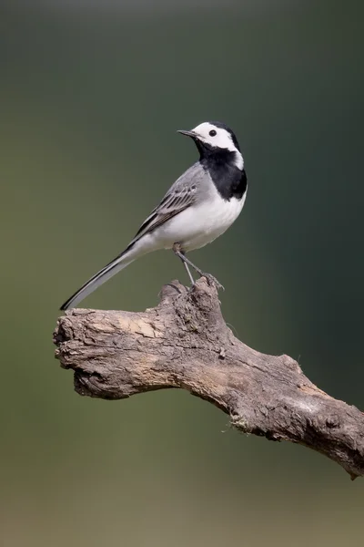 Barázdabillegető, motacilla alba — Stock Fotó