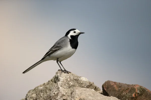 White wagtail, Motacilla alba — Stock Photo, Image