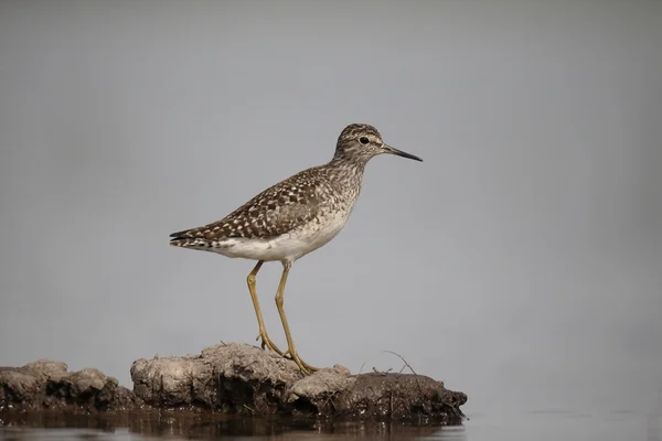 Sandpiper av tre, Tringa glareola – stockfoto