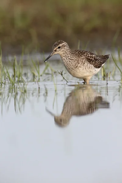 Waldwasserläufer, Tringa glareola — Stockfoto