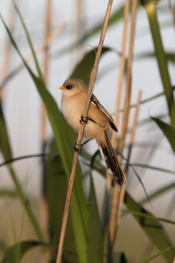 Sakallı reeding veya baştankara, Panurus biarmicus