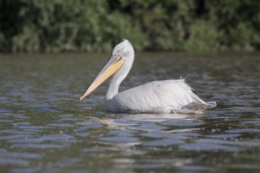 Dalmaçyalı Pelikan, pelecanus crispus