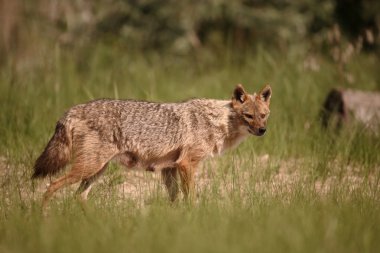 Avrupa çakal, Canis aureus moreoticus