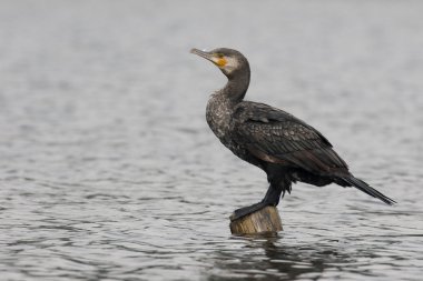 Büyük Karabatak, Phalacrocorax karbonhidrat 