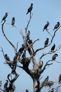 Büyük Karabatak, Phalacrocorax karbonhidrat 