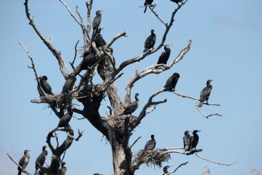 Büyük Karabatak, Phalacrocorax karbonhidrat 