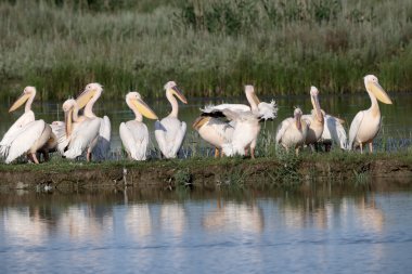 Büyük beyaz-Pelikan, Pelecanus onocrotalus