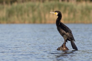 Büyük Karabatak, Phalacrocorax karbonhidrat 