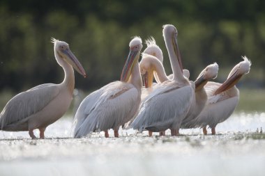 Büyük beyaz-Pelikan, Pelecanus onocrotalus