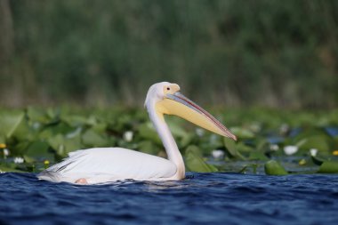 Büyük beyaz-Pelikan, Pelecanus onocrotalus