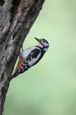 büyük bir ağaçkakan, dendrocopos major