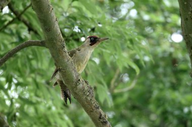 Yeşil ağaçkakan, picus viridis