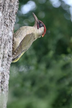 Yeşil ağaçkakan, picus viridis