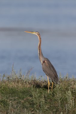 Mor balıkçıl, Ardea purpurea