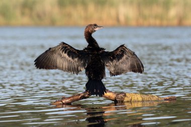 Küçük karabatak Phalacrocorax pygmeus