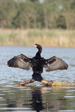 Küçük karabatak Phalacrocorax pygmeus
