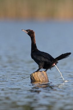 Küçük karabatak Phalacrocorax pygmeus