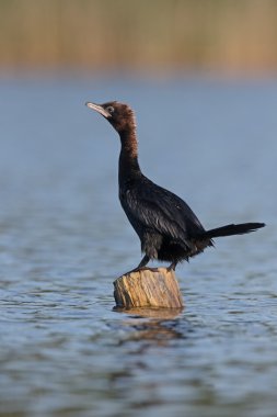 Küçük karabatak Phalacrocorax pygmeus