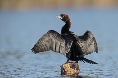 Küçük karabatak Phalacrocorax pygmeus