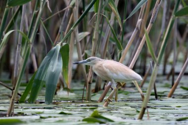 Alaca balıkçıl, ardeola ralloides