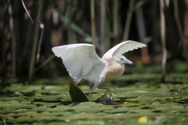 Alaca balıkçıl, ardeola ralloides