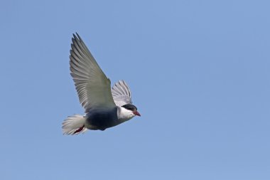 Bıyıklı sumru, chlidonias hybridus 