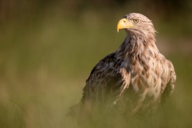 zee-zeearend, haliaeetus albicilla