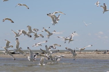 Sarı bacaklı martı larus michahellis