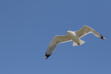 Sarı bacaklı martı larus michahellis