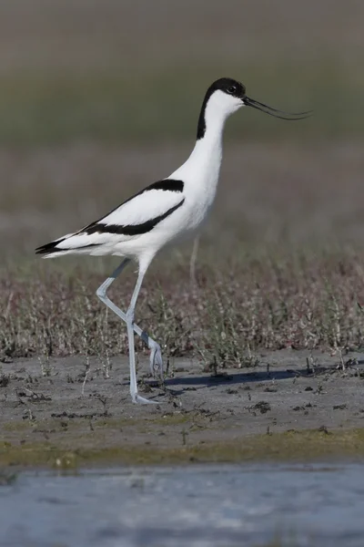 얼룩 덜 룩된 avocet, recurvirostra avosetta — 스톡 사진