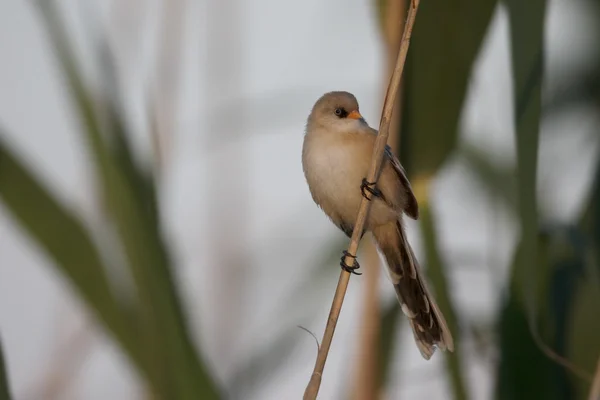 Cría barbuda o teta, Panurus biarmicus — Foto de Stock