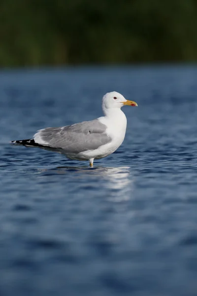 Pontische meeuw, Larus cachinnans — Stockfoto