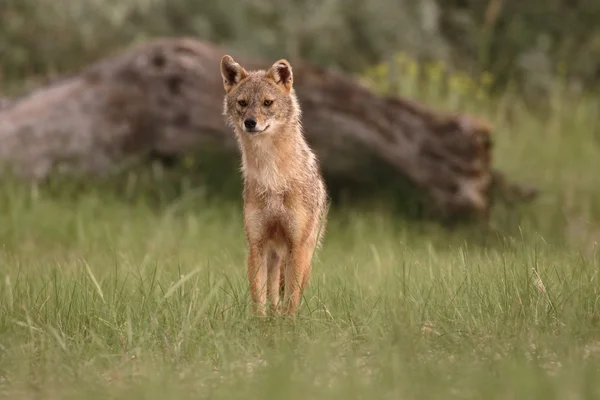 Chacal europeu, Canis aureus moreoticus — Fotografia de Stock