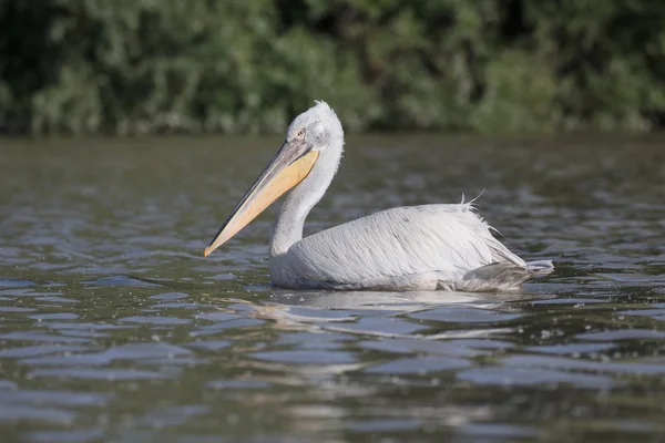 Pelicano dálmata, Pelecanus crispus — Fotografia de Stock